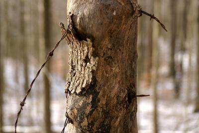 Tree once used as a fence post.