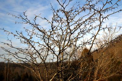 Thorn tree.
