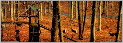 Backyard Deer a pc.jpg