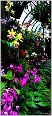 Longwood orchids pc.jpg
