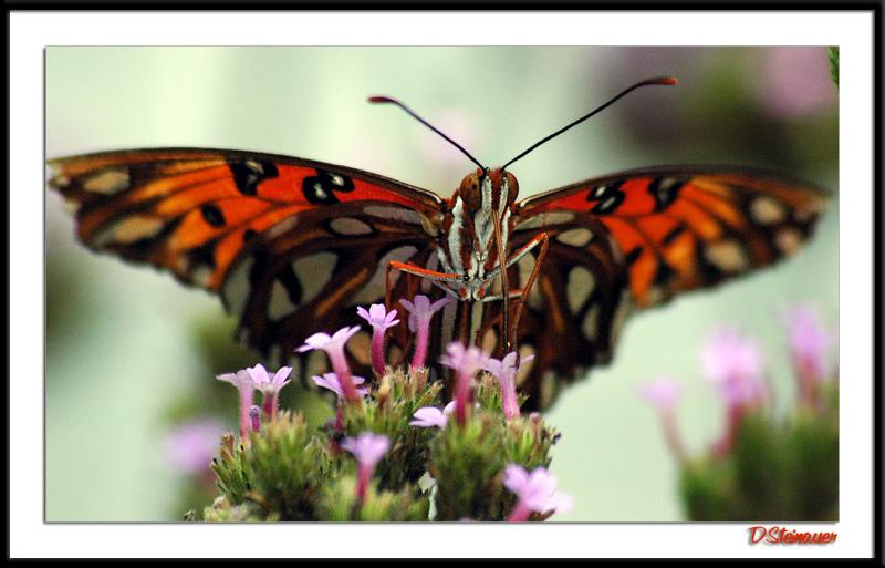 7/29/04 - Dive Bomber