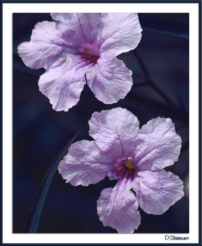 7/31/04 - Lilac colored thing