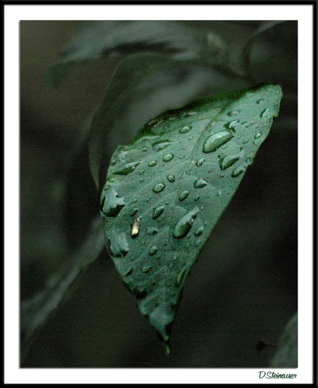 8/2/04 - Karens Leaf?