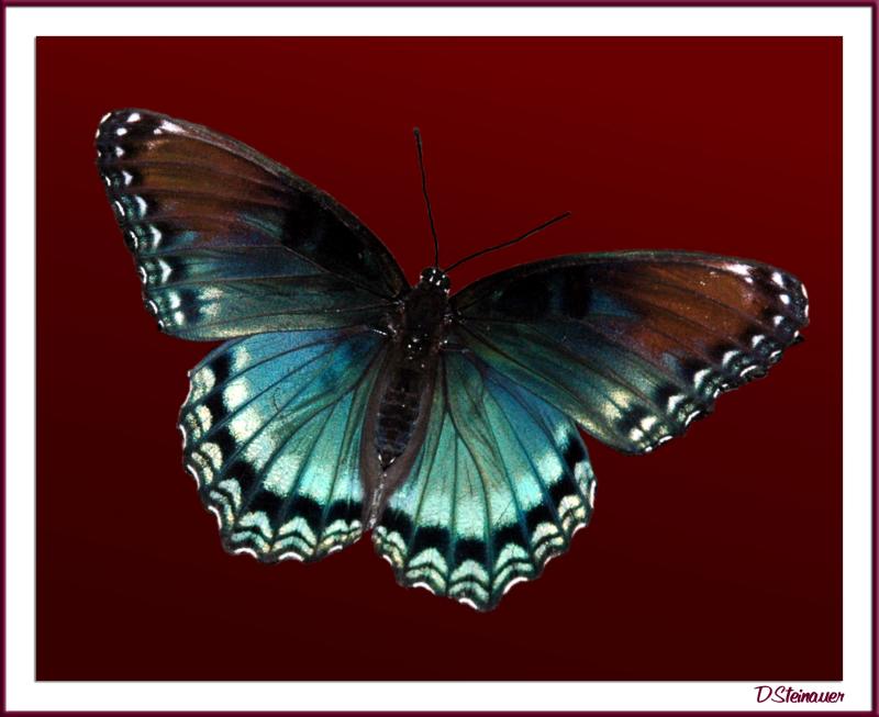 7/3/04 - Winged Beauty