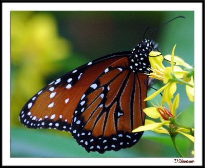 7/31/04 -- Butterfly, Monarch, One Each