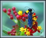 7/29/04c - Blue Bug 1