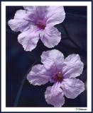7/31/04 - Lilac colored thing