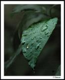 8/2/04 - Karens Leaf?