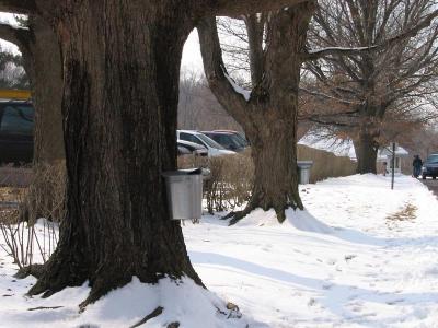 Tapped Trees