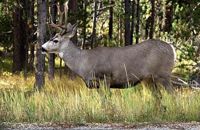 deer_elk__moose