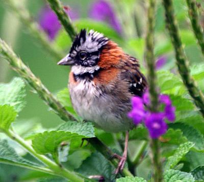 Roufus-collard Sparrow