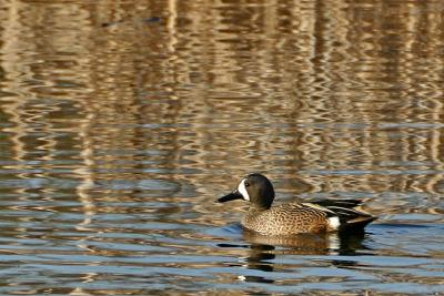 Blue-Winged Teal (m)