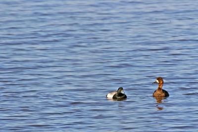 Greater Scaup (m, f)
