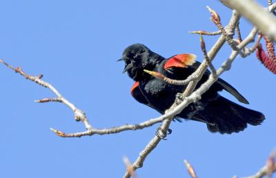 Red-wing Blackbird (m) during mating season