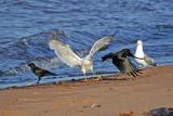 Herring Gull - defending lunch II