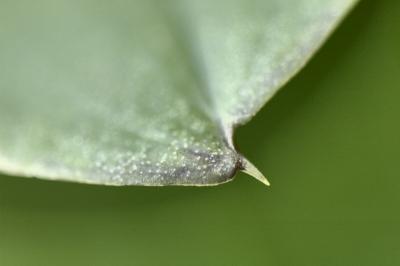 3/8/05 - Orchid Leaf
