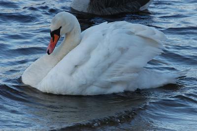 SwanwithCurveNoProcessing.jpg
