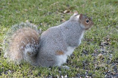 SquirrelWithCurveNoPost.jpg