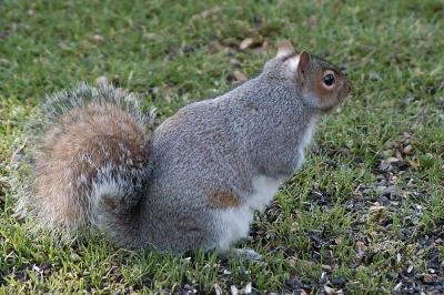 SquirrelNormalCurveNoPost.jpg