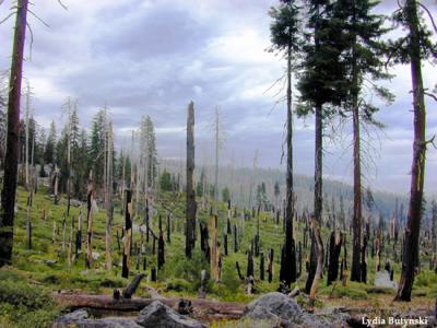 Yosemite Forest of Dead Trees
