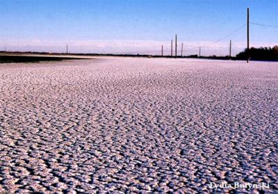 Crusty Salton Sea Sand