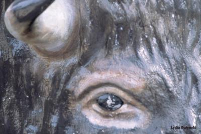 Buffalo