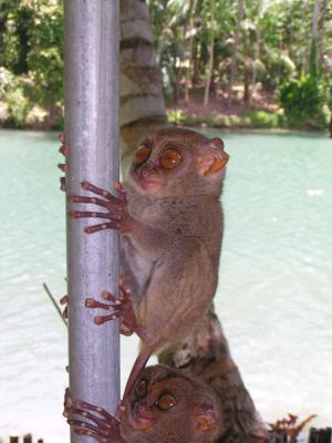 Noreen the Tarsier