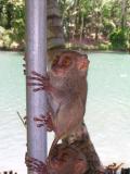 Noreen the Tarsier