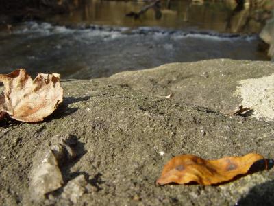 DSC00286.jpg