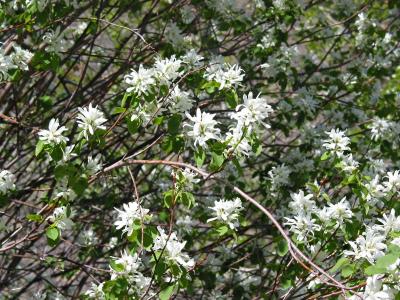 Tree Blossoms