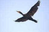 Cormorant