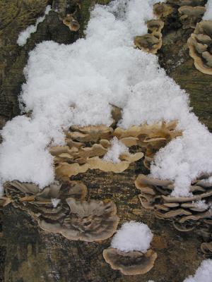 Fungus and Snow