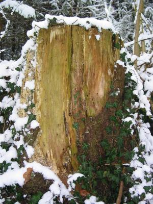 Tree Stump