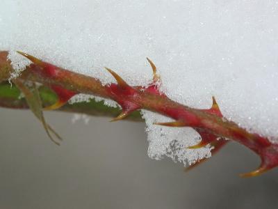 Thorn in Snow