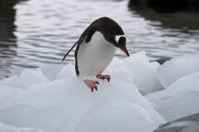 Gentoo Penguin 8498