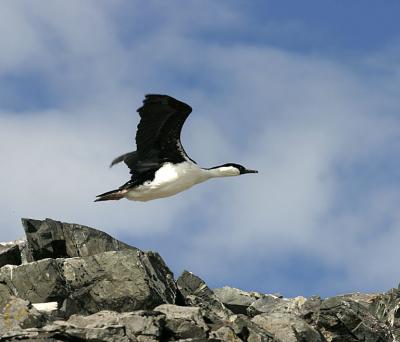 Shag 0720