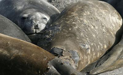 Seals 0829