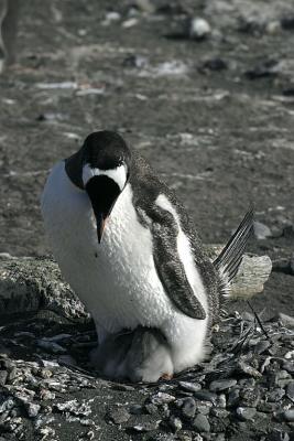 Nesting Gentoo 0886