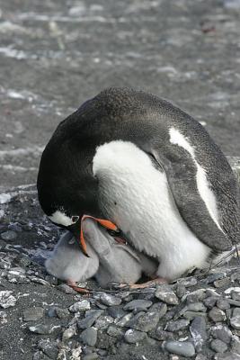 Nesting Gentoo 0916