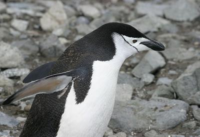 Chinstrap Penguin 9495