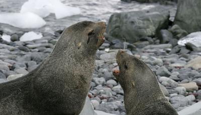Fur Seals 9585