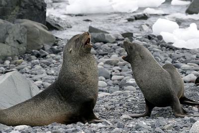 Fur Seals 9596