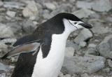 Chinstrap Penguin 9495