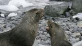 Fur Seals 9585