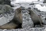 Fur Seals 9596