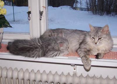 Window table for Dima