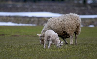 3rd March 05 Lambing Time