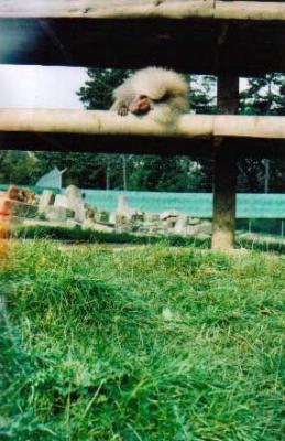 AnimalsBoonsSleepyHead2p.jpg