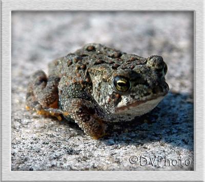 u38/fatbiker777/medium/32118074.Toad.jpg