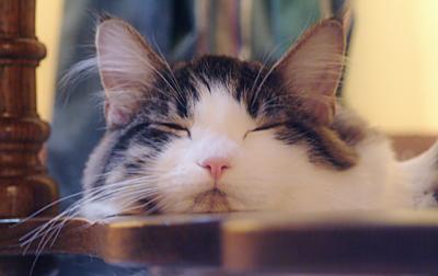 Dreamin'